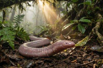 महाराष्ट्र के जंगल में मिली अनोखी आंधी जीव जो भगवान राम के नाम पर रख दी गई