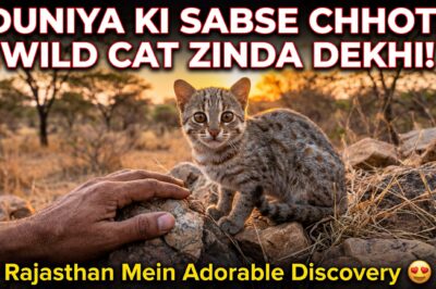 दुनिया की सबसे छोटी जंगली बिल्ली राजस्थान में जिंदा दिख गई: ये मनमोहक रस्टी-स्पॉटेड बिल्ली की खोज जिसके बारे में सब लोग बात कर रहे हैं!